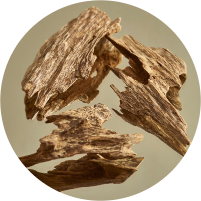 Agarwood