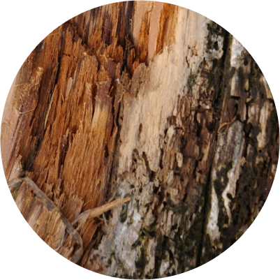 Amberwood