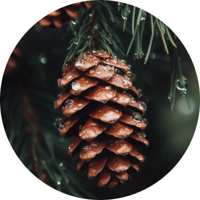 Cedar