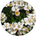 White musk