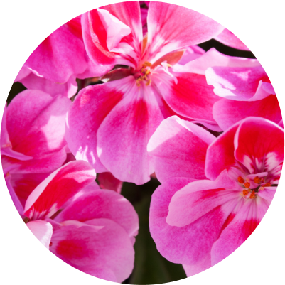Geranium