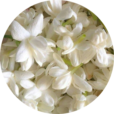 Jasmine