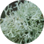 Oakmoss