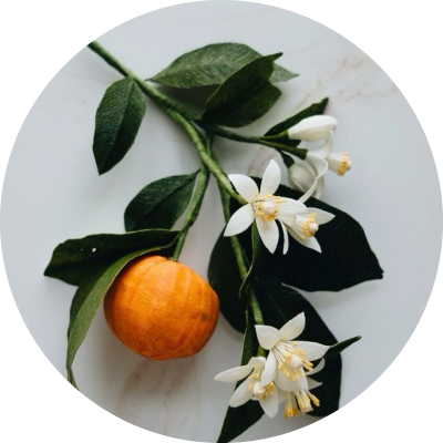  Orange Blossom
