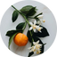 Orange Blossom