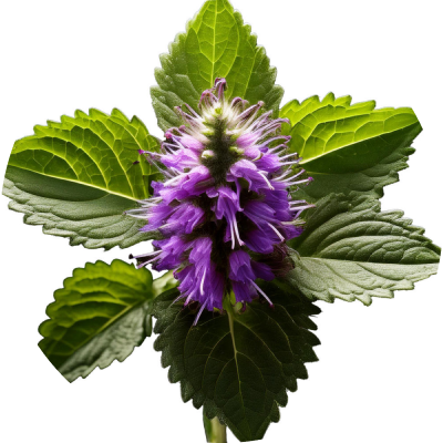 Patchouli