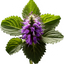 Patchouli