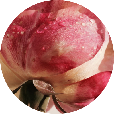 Taif Rose