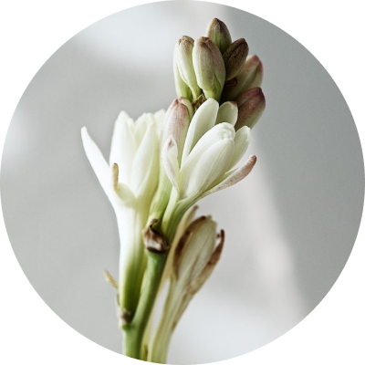 Tuberose